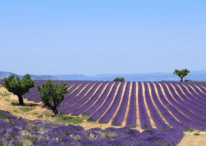 Sortie moto Valensole